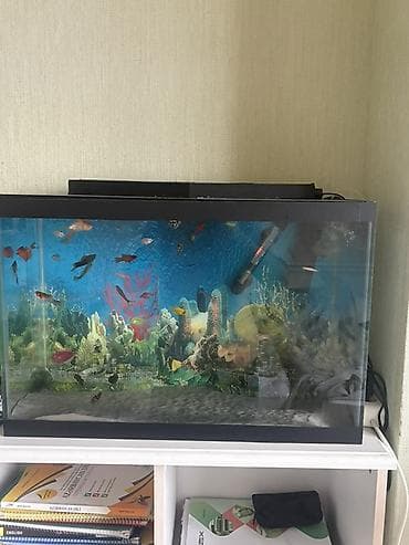 qala cinsi qoyun satilir: Akvarium dəsti – tam yığılı vəziyyətdə - Şüşə akvarium, düzbucaqlı — 1