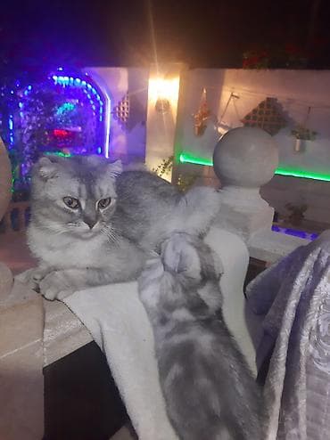 cins heyvanlar: Sort pişik 1yaş 4ayliq — 3