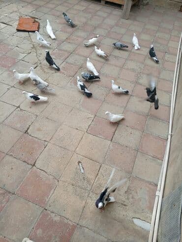 кольчатый попугай цена: Ev göyərçinləri dəsti üst üstə beş manatdan tergizme opşu satılır 20 — 3