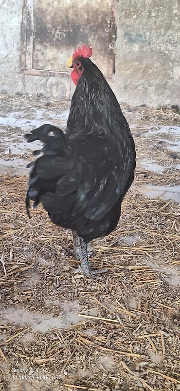 qara quyruq: Qara rəngli Alman Australorp xoruzu (tünd, parlaq lələklər) Təsvir: - — 9