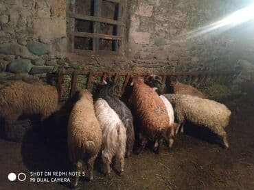 продажа животных в баку: Gəncədə quzu toglu toya nişana qurbanlıq üçün hər cür heyvanlarımiz — 3