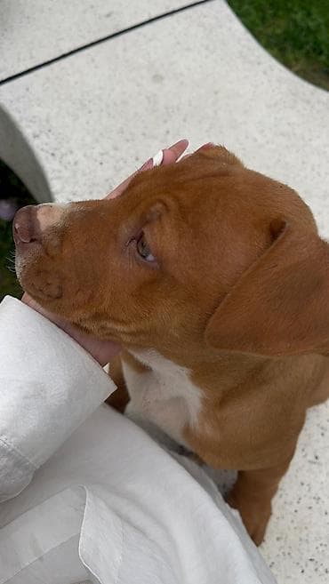 pitbul balasi: Pitbul, 2 ay, Erkek, Peyvəndli, Ünvandan götürmə — 7
