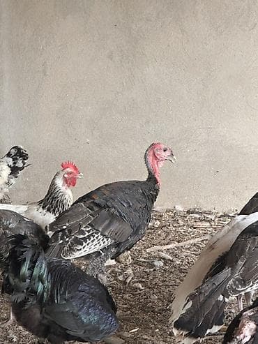 hind guşu: Məhsul: Hinduşkalar 3aylıq (dişi erkək)-15 ədəd:1 ədədi -25 azn — 1
