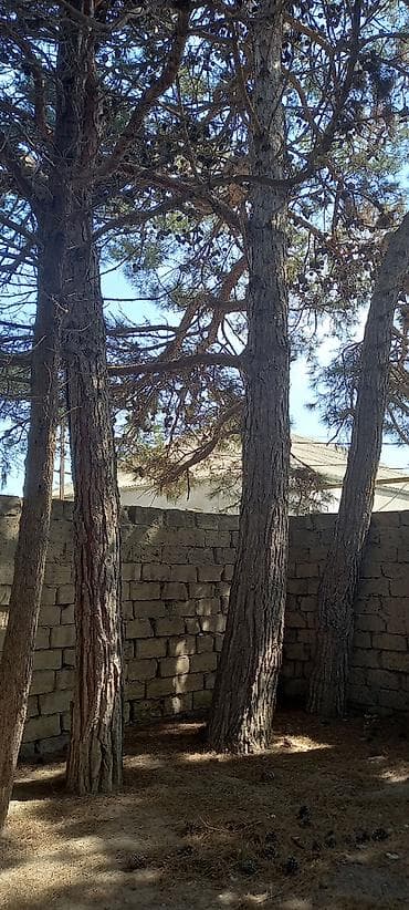 Qarajlar: 50 sot, Mülkiyyətçi, Kupça (Çıxarış) — 6