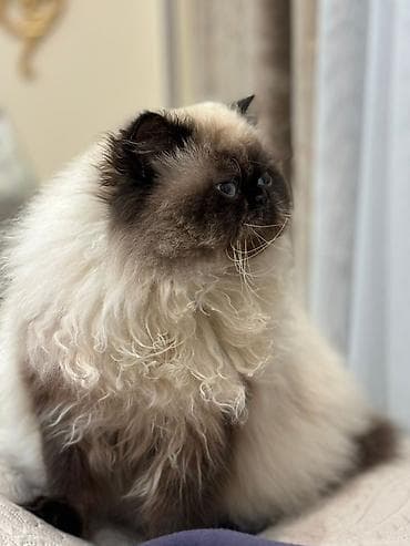 Dişi, Cütləşmə üçün