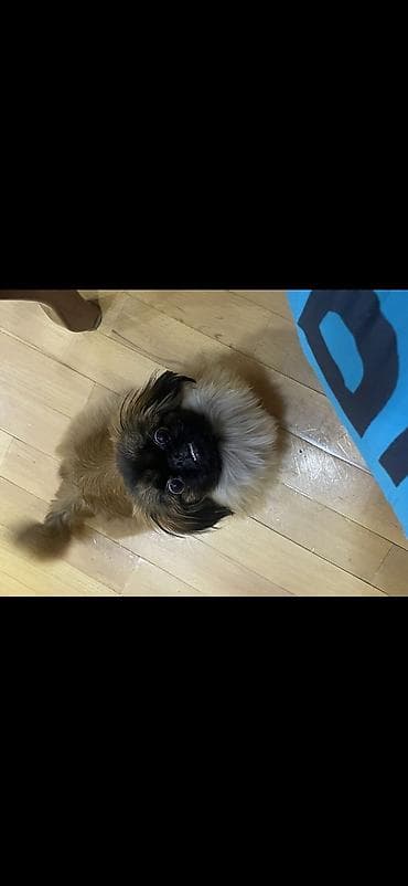 pekines itləri: Pekines — 1