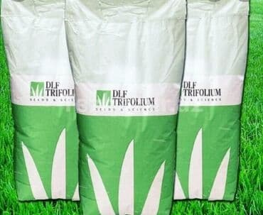 mal dili kaktus: Qazon toxumu satisi — 2