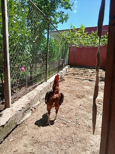 Salam ela heyvandi barter var 2dene heyrati ferisi ile elave suallar lalafo.az -da Salam ela heyvandi barter var 2dene heyrati ferisi ile elave suallar