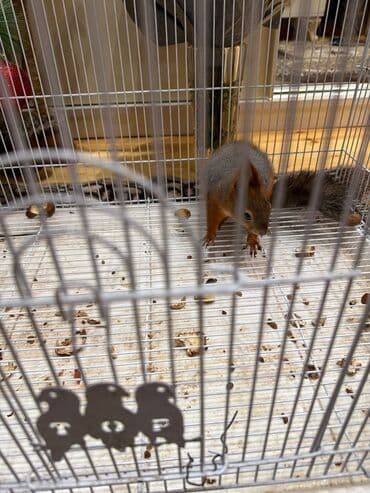 Птицы: Dələ baladi satilir🐿️🐿️ — 4