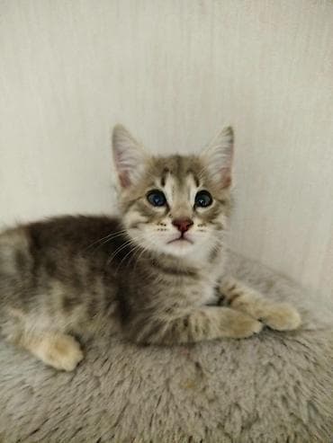 Отдам в добрые руки очаровательного котёнка от домашней кошечки