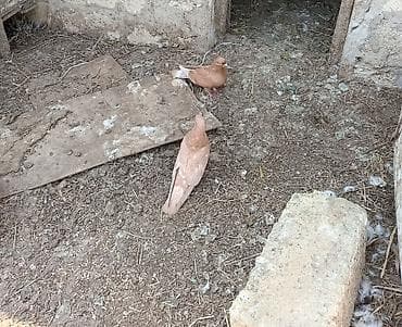 heyvan bazari: Salam. Hamısı tam sağlam heyvanlardır. Tutulma falan deyil. Hamısı — 1