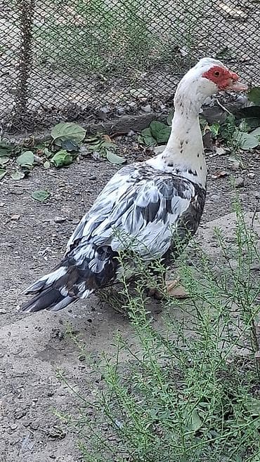 kənd cücələri: Əla damazliqdir.aktiv quşdur — 2