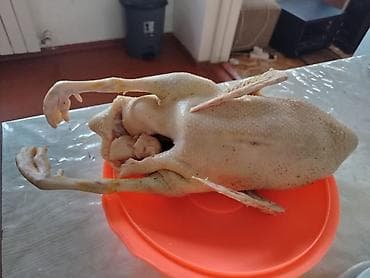 Ləpələr: Tam təmizlənmiş ördək – bütöv kilosu 10 manata . 1 ördəyin ortalama — 2