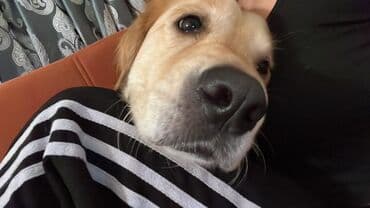 Retriever, 5 il, Dişi, Peyvəndli, Ünvandan götürmə lalafo.az -da Retriever, 5 il, Dişi, Peyvəndli, Ünvandan götürmə