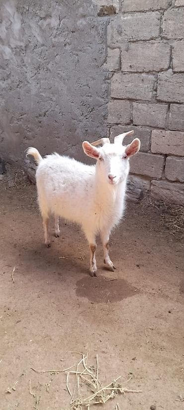 Бараны, овцы: Dişi boğazdır 1 yaşı var damazlıq heyvandır real alıcılar zəng — 1