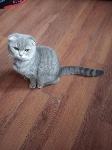 ucuz pisik satisi: Şotland — 2