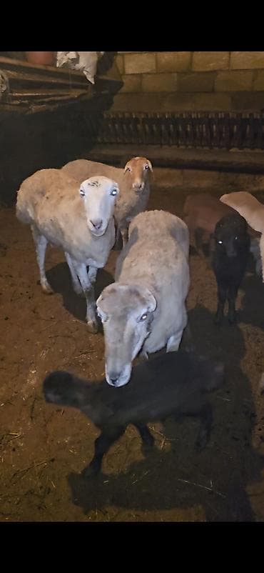 5 dənə balalı qoyun. Sağlam qapı heyvanımdı.İşimlə əlaqədar olaraq