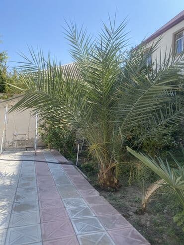 meyvə ağac: Xurma ağacı.22 illik ağacdı.Meyvəsi də var — 5