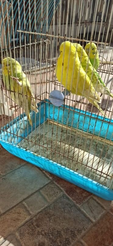 İtlər: Salam vıstıfka ilə çexin qarışığı cütü 50 azn — 1