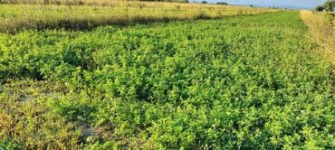 cins ineklerin satisi: Xaçmaz Aşağı Ləgər – 1 hektar 3 illik fındıq bağı satılır. 🌳 Sahə: 1 — 3