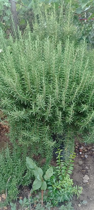 Rozmarin (Rosmarinus officinalis) kolları - Güclü ətirli, iynəvari