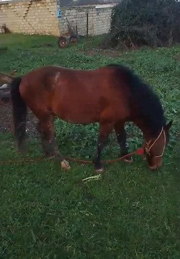 Другие с/х животные: Qəhvəyi rəngli at - Cins: yerli tip, qara yalı və quyruğu - Rəng — 6