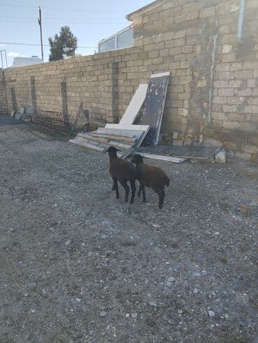 Гуси: Bir erkek bir dişi Qala quzusu cütü 500 manata tək satilmir .qiymət — 1