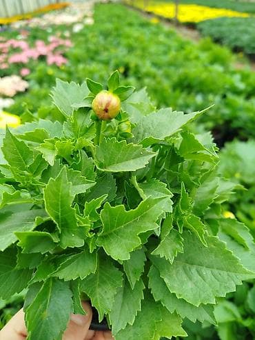 heyet ucun guller: Məhsul: Saksıda mövsümi bəzək gülləri - Növlər: • Ağ ləçəkləri və — 6