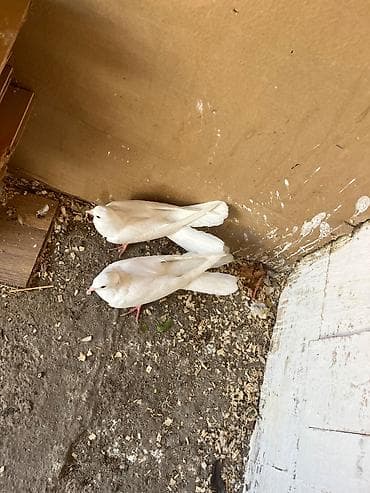 goyercin bazari: Ata ana bir balalar haça quyrug — 3
