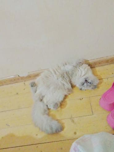 pişik balasi: Şotland yastı qulaq, Erkək — 3