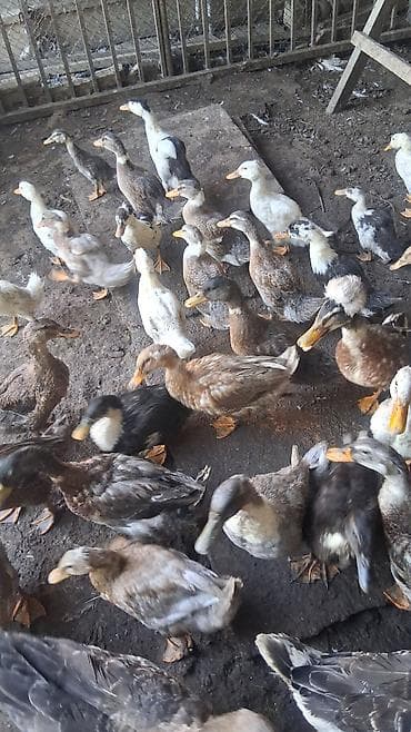 sacaqli qaz: Məişət və təsərrüfat üçün ördək sürüsü - Növ: müxtəlif yerli və — 4
