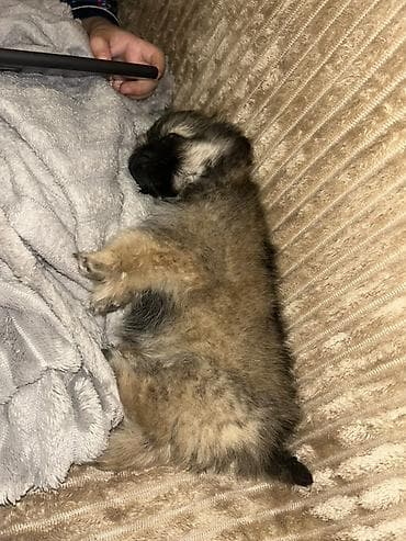 kanqal balası: Pekines, 2 ay, Dişi, Peyvəndli, Ünvandan götürmə, Ödənişli çatdırılma — 3