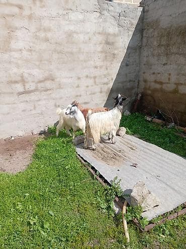 yerli keci: Məhsul: Təkə və keçilər (3 baş) Təsvir: - Şəkillərdə görünən 3 baş — 3