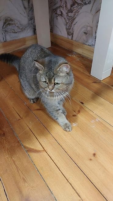 1 azn pişik: Qızıl şinşilla, Erkək, Yaxşı əllərə, Ödənişli çatdırılma — 5