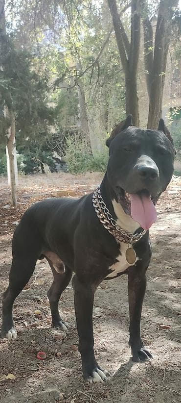 rus it adları: Pitbul, 1 il, Erkek, Peyvəndli, Ünvandan götürmə — 1