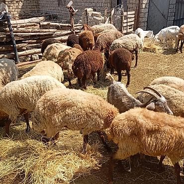 qoyun derisi: Qoyun və keçi sürüsü satılır - Növ: yerli ətlik-yunlu qoyunlar və — 3