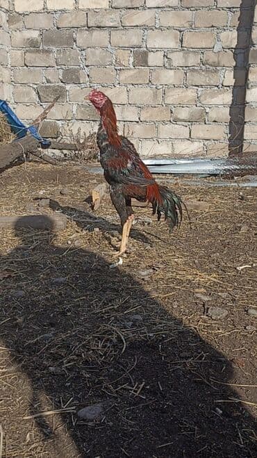 Balıqlar: Satılır tecılı pul lazımdır deyə anacaq mamiz vurur xoruz 8ayligdi — 6