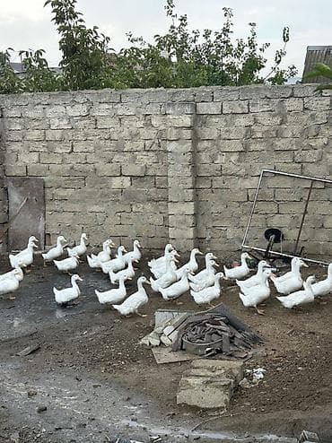 satdig quslar: Temiz çəki 1.500 ucuz qiymete tam orqanik — 2