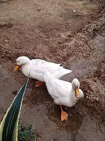 ordek satisi: Salam her cür ördek var yaşılbaş ağ pekin yumurtalarida var satişda — 3