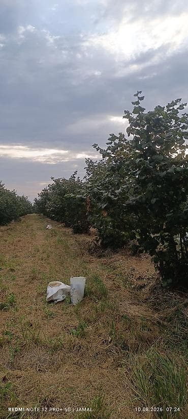 qələmə ağacı: Xaçmaz rayonu, Hacıəhmədoba kəndində fındıq bağı satılır! 🌳 1500-2000 — 4