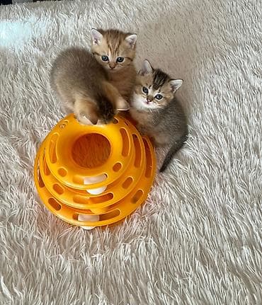 Pişiklər: Qızıl şinşilla, Erkək, Dişi, Ünvandan götürmə — 2