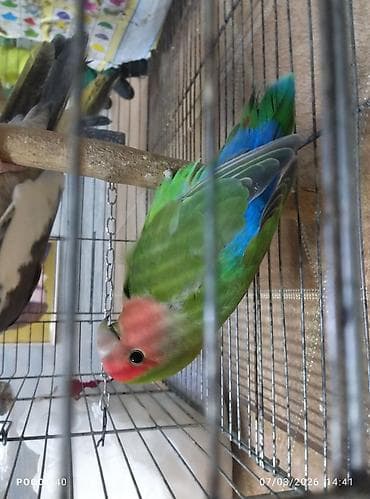 korella quş: Dişlemir fişer Agapornis (sevgi quşu) – rəngarəng və enerjili tutuquşu — 2