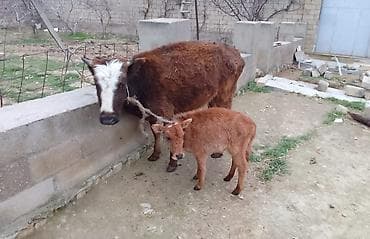 Самка, лет: 1, 100 кг, Для молока, Самовывоз, Платная доставка