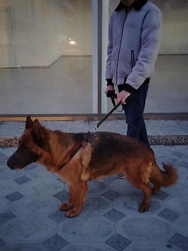 coban: Alman çoban iti, 2 il, Dişi, Peyvəndli, Pulsuz çatdırılma — 4