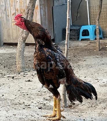 Heyvan 2yaş tamamdi temiz toyuq tukdu cinsli qanli heyvandi heyet