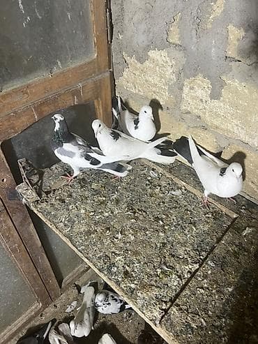 qus nömreleri: Məhsul: Ev göyərçinləri (ağ-qara naxışlı) Təsvir: - Şəkillərdə ağ — 3