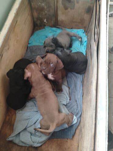 Qazanlar: Balaca it balaları – bir yuva üçün şirin dostlar - Cins: qısaburunlu — 1