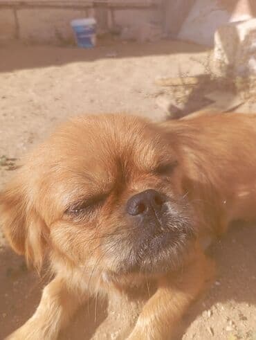 pekines balaları: Pekines, Dişi — 4