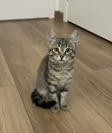 Erkək, Yaxşı əllərə