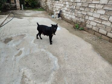 кане корсо цена: Kane-Korso, 1 ay, Sənədli, Ünvandan götürmə, Pulsuz çatdırılma, Ödənişli çatdırılma — 3